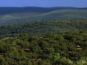 Mediterranean forest